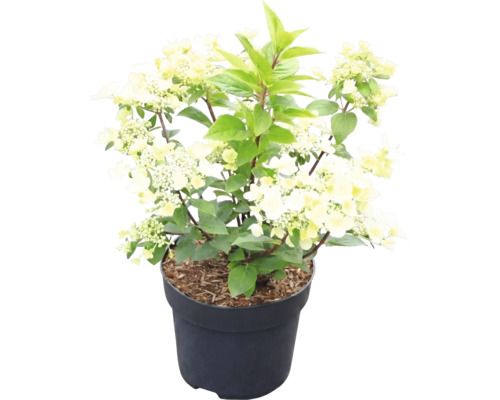Rispenhortensie Hydrangea paniculata mit cremeweißen Blüten in einem dunklen Pflanztopf.
