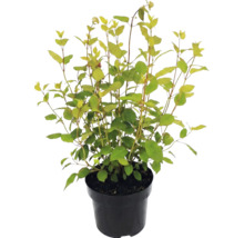 Japanischer Spierstrauch Spiraea japonica im schwarzen Kunststofftopf mit gelbgrünen Blättern.
