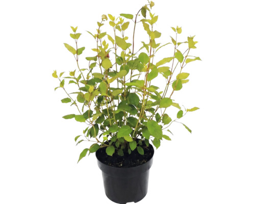 Japanischer Spierstrauch Spiraea japonica im schwarzen Kunststofftopf mit gelbgrünen Blättern.