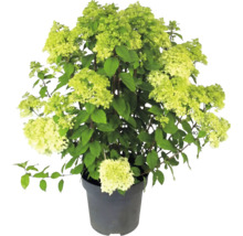 Rispenhortensie Hydrangea paniculata mit hellgrünen Blüten im Pflanztopf