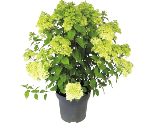 Rispenhortensie Hydrangea paniculata mit hellgrünen Blüten im Pflanztopf