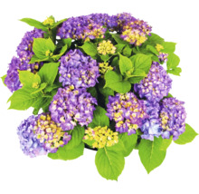Hortensie mit violetten Blüten und grünen Blättern.