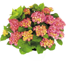 Hortensie Hydrangea macrophylla mit rosa-gelben Blüten und grünen Blättern im weißen Topf.