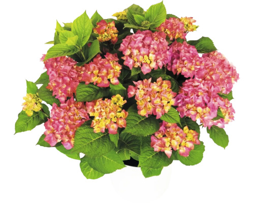Hortensie Hydrangea macrophylla mit rosa-gelben Blüten und grünen Blättern im weißen Topf.