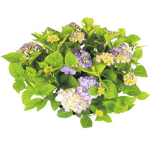 Hortensie mit grünen Blättern und violett-gelben Blüten.