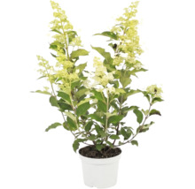 Rispenhortensie Hydrangea paniculata im weißen Pflanztopf mit hellgrünen Blüten und grünen Blättern.