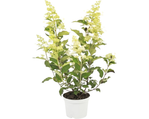 Rispenhortensie Hydrangea paniculata im weißen Pflanztopf mit hellgrünen Blüten und grünen Blättern.