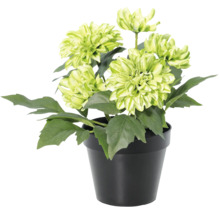 Künstliche Dahlie mit grünen Blüten in einem schwarzen Topf.
