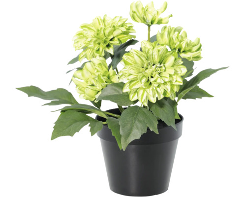Künstliche Dahlie mit grünen Blüten in einem schwarzen Topf.