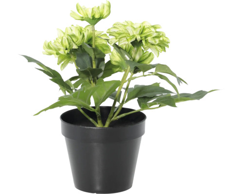 Künstliche Blume Dahlie im schwarzen Kunststofftopf, Kunstpflanze.