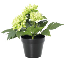 Künstliche Dahlie im schwarzen Topf mit hellgrünen Blüten.