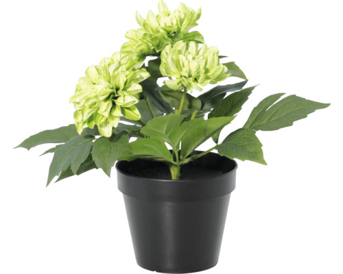 Künstliche Dahlie im schwarzen Topf mit hellgrünen Blüten.