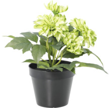 Künstliche Dahlie im schwarzen Topf mit grünen Blüten und Blättern.
