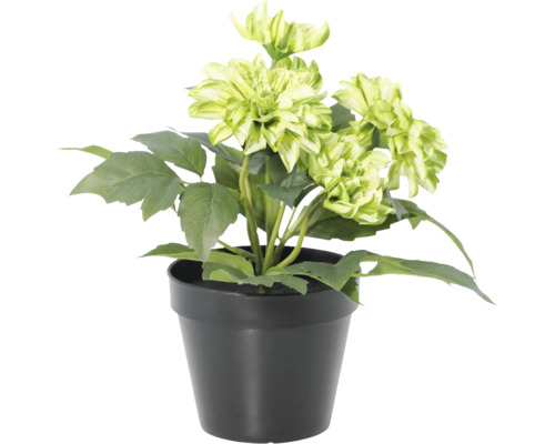 Künstliche Dahlie im schwarzen Topf mit grünen Blüten und Blättern.