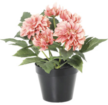 Künstliche Dahlie mit lachsfarbenen Blüten und grünen Blättern in einem schwarzen Kunststofftopf.