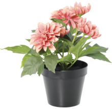 Künstliche Dahlie im schwarzen Topf mit rosa Blüten und grünen Blättern.