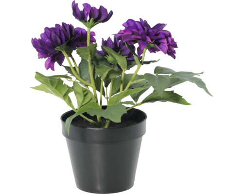 Künstliche Dahlie im schwarzen Kunststofftopf mit violetten Blüten und grünen Blättern für die Innendekoration.