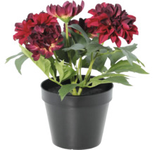 Künstliche Dahlie im schwarzen Topf mit dunkelroten Blüten.