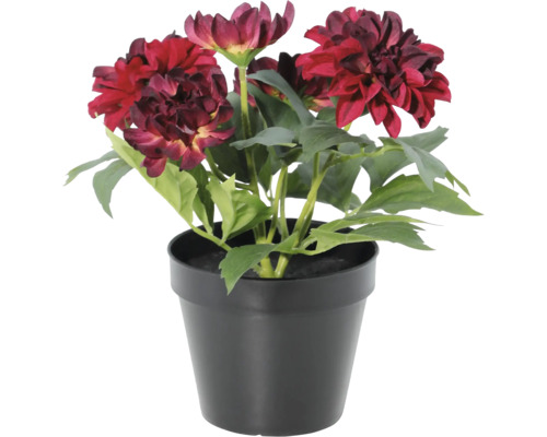 Künstliche Dahlie im schwarzen Topf mit dunkelroten Blüten.