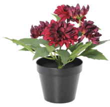 Künstliche Dahlie im schwarzen Topf mit dunkelroten Blüten und grünen Blättern.