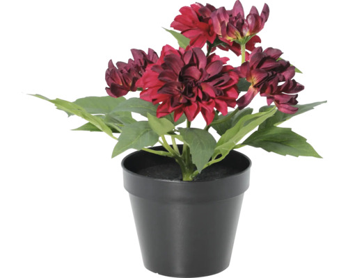 Künstliche Dahlie im schwarzen Topf mit dunkelroten Blüten und grünen Blättern.