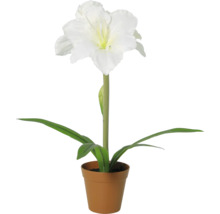 Amaryllis mit weißer Blüte im Pflanztopf.