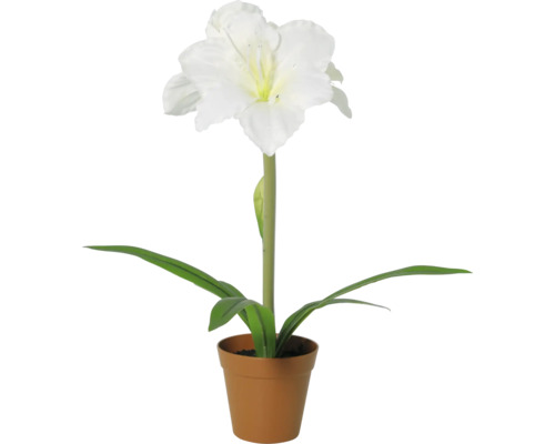 Amaryllis mit weißer Blüte im Pflanztopf.