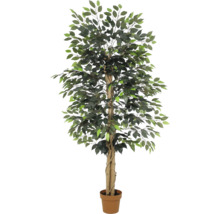 Künstlicher Ficus Benjamina Baum mit Echtholzstamm im Topf.