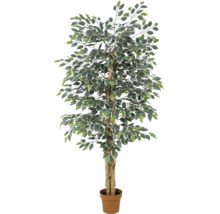 Künstliche Birkenfeige Ficus Benjamina mit buntblättrigem Laub im Kunststofftopf.