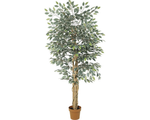 Künstlicher Ficus Benjamina mit panaschierten Blättern und geflochtenem Stamm im Topf.