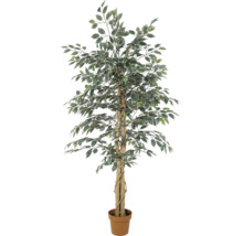 Künstliche Birkenfeige Ficus Benjamina mit zweifarbigen Blättern im Topf