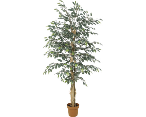 Künstlicher Ficus Benjamina im Topf mit panaschierten Blättern und gedrehtem Stamm.