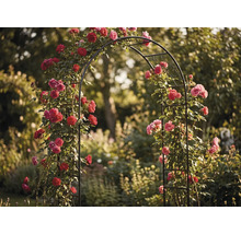 Rosenbogen aus Metall in einem Garten, bewachsen mit Kletterrosen, filigranes Design, stabil und wetterfest für den Außenbereich.