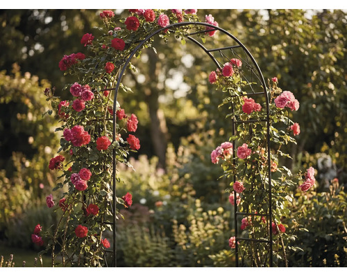 Rosenbogen aus Metall in einem Garten, bewachsen mit Kletterrosen, filigranes Design, stabil und wetterfest für den Außenbereich.