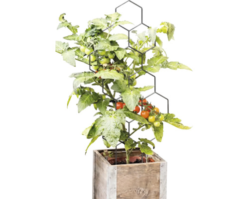 Tomatenpflanze mit Früchten an einer schwarzen Rankhilfe in Wabenform in einem quadratischen Pflanzgefäß aus Holz.