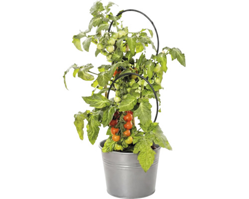 Tomatenpflanze mit Früchten im Metalltopf und mit schwarzer Rankhilfe