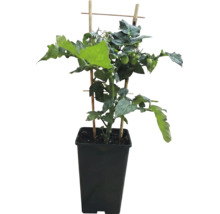 Tomatenpflanze mit grünen Früchten in einem hohen schwarzen Kunststofftopf und Bambus Rankhilfe.
