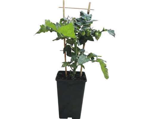 Tomatenpflanze mit grünen Früchten in einem hohen schwarzen Kunststofftopf und Bambus Rankhilfe.