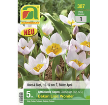 Austrosaat Logo, botanische Tulpen Bakari Lilac Wonder, 5 Stück, für Beet und Topf, Blüte im April, Höhe 10 bis 12 Zentimeter, neu.