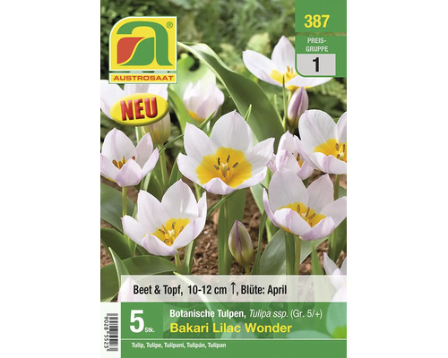 Austrosaat Logo, botanische Tulpen Bakari Lilac Wonder, 5 Stück, für Beet und Topf, Blüte im April, Höhe 10 bis 12 Zentimeter, neu.