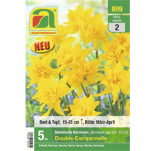 Gelbe Austrosaat Botanische Narzissen Double Campernelle, 5 Stück, für Beet und Topf, Wuchshöhe 15 bis 25 Zentimeter, Blütezeit März bis April.