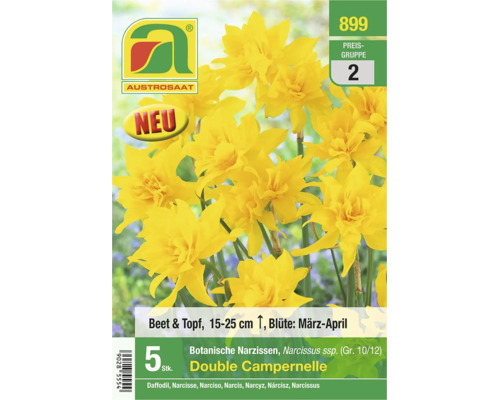 Gelbe Austrosaat Botanische Narzissen Double Campernelle, 5 Stück, für Beet und Topf, Wuchshöhe 15 bis 25 Zentimeter, Blütezeit März bis April.