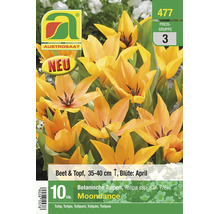 Austrosaat Botanische Tulpe Moondance, 10 Stück. Gelb-orange Blüten, Beet und Topf, Höhe 35 bis 40 Zentimeter, April. Austrosaat Logo, Symbol Neu.