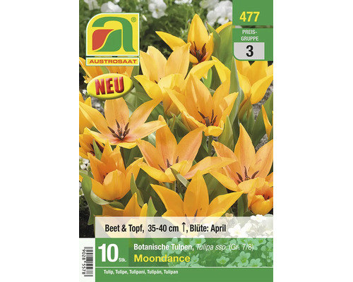 Austrosaat Botanische Tulpe Moondance, 10 Stück. Gelb-orange Blüten, Beet und Topf, Höhe 35 bis 40 Zentimeter, April. Austrosaat Logo, Symbol Neu.