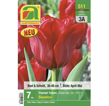 Rote Austrosaat Triumph Tulpen Seadov, 7 Stück, Größe 10 bis 11, Höhe 30 bis 40 Zentimeter, Blütezeit April bis Mai, für Beete und Schnittblumen.