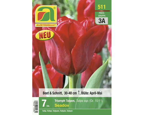 Rote Austrosaat Triumph Tulpen Seadov, 7 Stück, Größe 10 bis 11, Höhe 30 bis 40 Zentimeter, Blütezeit April bis Mai, für Beete und Schnittblumen.