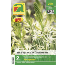 Austrosaat Logo. Packung mit zwei Blumenzwiebeln Camassia leichtlinii Sacajawea mit weißen Blüten, Blütezeit Mai bis Juni, Höhe 60 bis 70 Zentimeter.