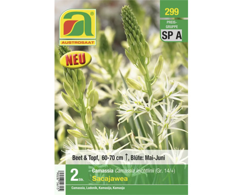 Austrosaat Logo. Packung mit zwei Blumenzwiebeln Camassia leichtlinii Sacajawea mit weißen Blüten, Blütezeit Mai bis Juni, Höhe 60 bis 70 Zentimeter.