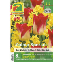 Austrosaat Blumenzwiebeln Colour Specials Match Point, acht Tulpen- und Narzissenzwiebeln, Beet und Schnitt, Wuchshöhe zwanzig bis fünfzig Zentimeter.