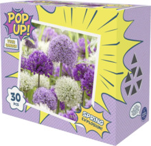 Pop Up! Your Garden Spring Explosion! Blumenzwiebel-Mischung mit 30 Stück Zierlauch für violette und weiße Blüten, Holland Selection Logo.